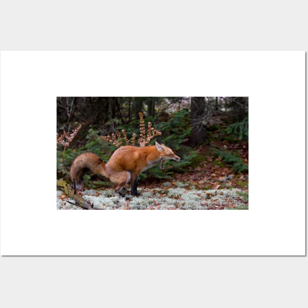 "Damn pine cones!" - Red Fox Wall Art by Jim Cumming